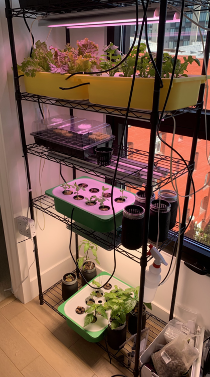 Hydroponic Garden